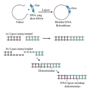 Gambar 2.5 Ligasi, langkah terakhir dalam konstruksi DNA rekombinan. (a) ligasi molekul ujung tumpul, (b) ligase molekul ujung lengket (Brown, 2010)