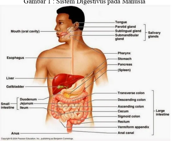 Gambar 1 : Sistem Digestivus pada Manusia