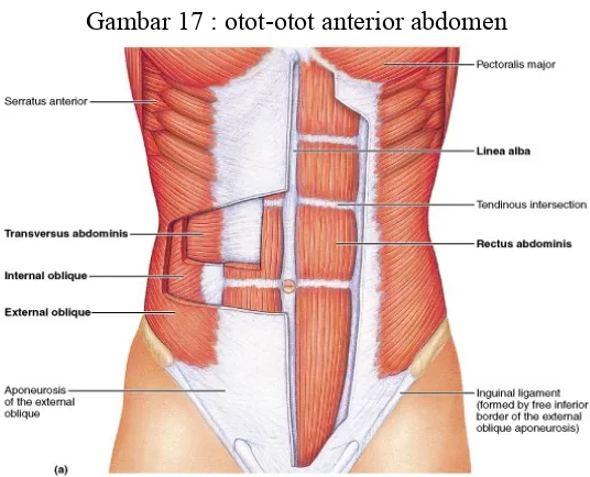 Gambar 17 : otot-otot anterior abdomen