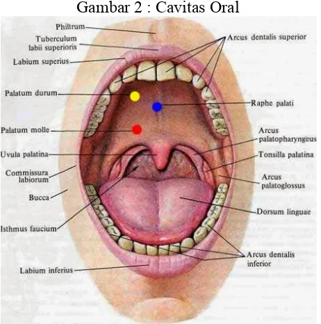Gambar 2 : Cavitas Oral 