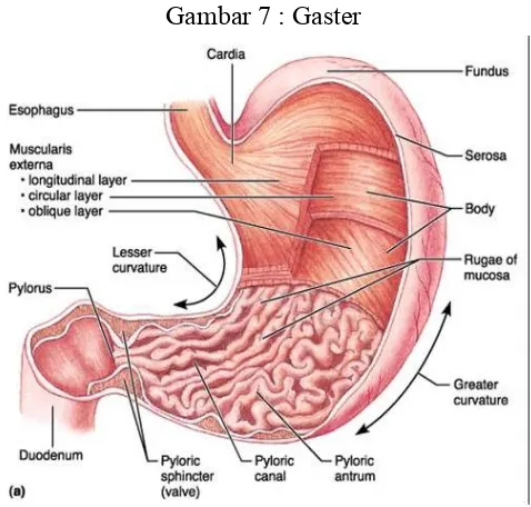 Gambar 8 : Anatomi Intestinum Tenue