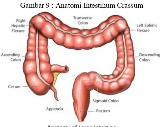Gambar 9 : Anatomi Intestinum Crassum