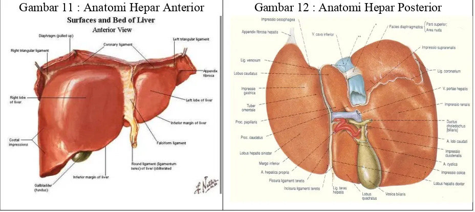 Gambar 11 : Anatomi Hepar Anterior
