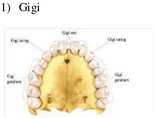 Gambar 2.10 Alat Pencernaan Mulut 