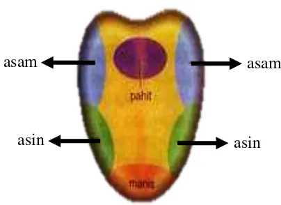 Gambar 2.12 Bagian-bagian Lidah 