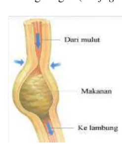 Gambar 2.13 Alat Pencernaan Kerongkongan  