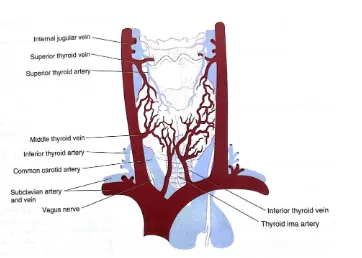 Gambar 2.19 Vaskularisasi Kelenjar Tiroid (Gardner, DG & Shoback, D. 