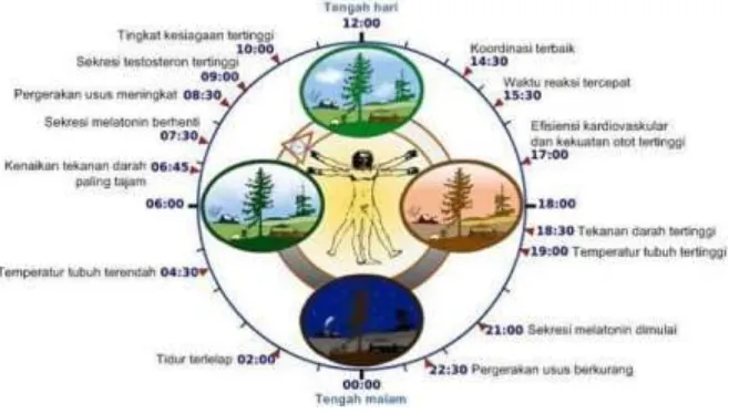 Gambar 2.1 Jam Biologis /irama Sirkadian yang mempengaruhi siklus harian dari proses fisik seseorang (Source: Sherwood 2011) 