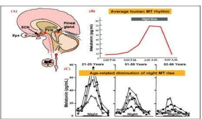 Gambar 2.3 Hubungan antara pergerakan bola mata, waktu dan usia dengan produksi hormon melatonin bagi tubuh (Kalat, 2015)