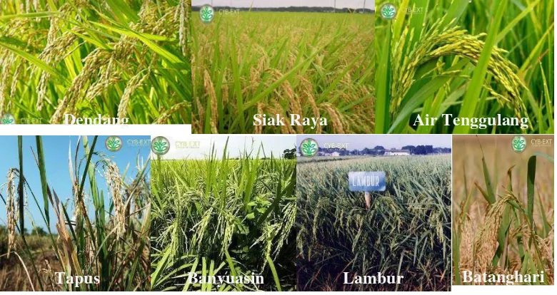 Gambar 4. Berbagai jenis varietas padi sawah pasang surut 