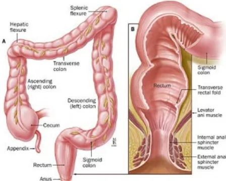 gambar 1.1 : usus besar-rectum