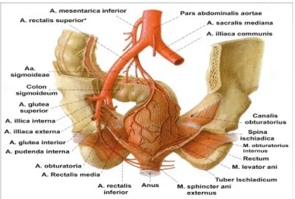 gambar 1.3 : vena-vena pada rectum
