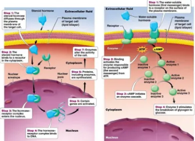 Gambar 7. Mekanisme penpengikatan hormon pada target intraseluler dan membran(s(sumber: biology of humans, Goodenough, 2012)ran sel dengan cAMP