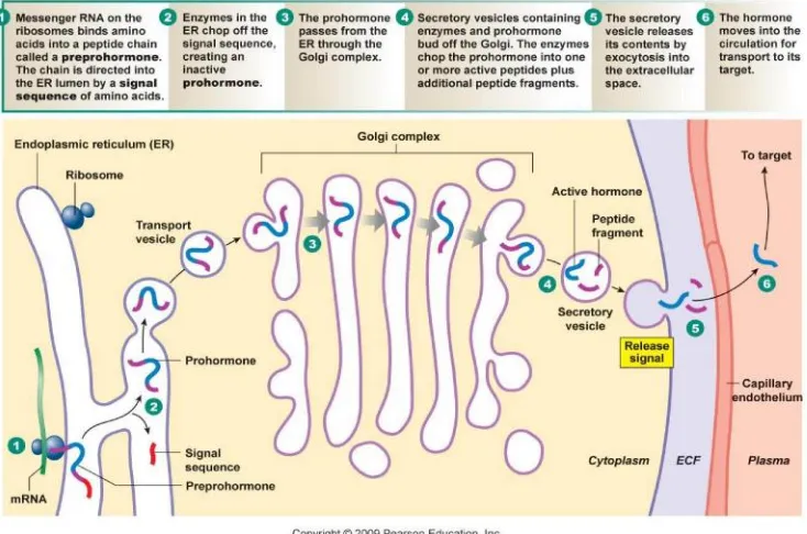 Gambar 8. Biosintesis hormon paratiroid