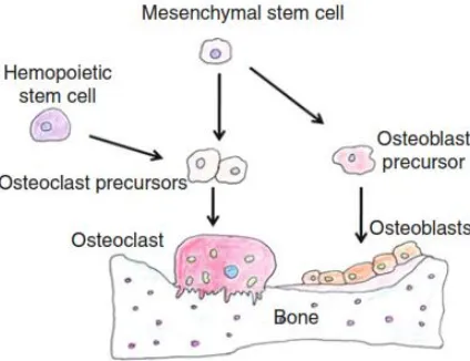 Gambar 2. mekanisme perubahan sel osteoblas dan osteoklas dalam pembentukan tulang