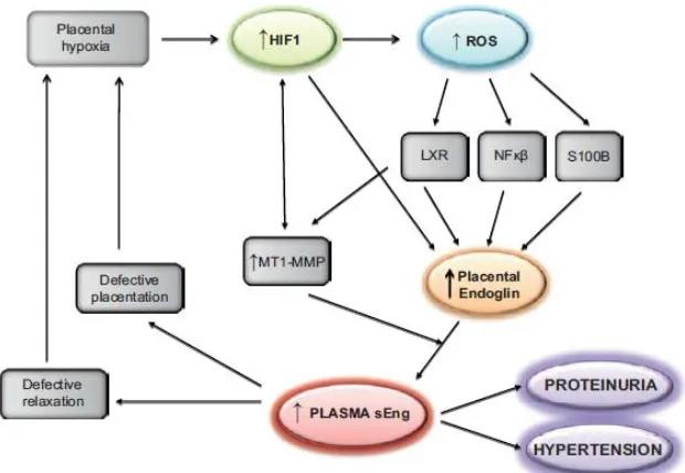 Gambar 2.8  Mekanisme pelepasan soluble Endoglin pada preeklampsia (Perez, 2014) 