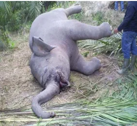 Gambar 1. Gajah mengalami kematian di wilayah Bukitinggi 