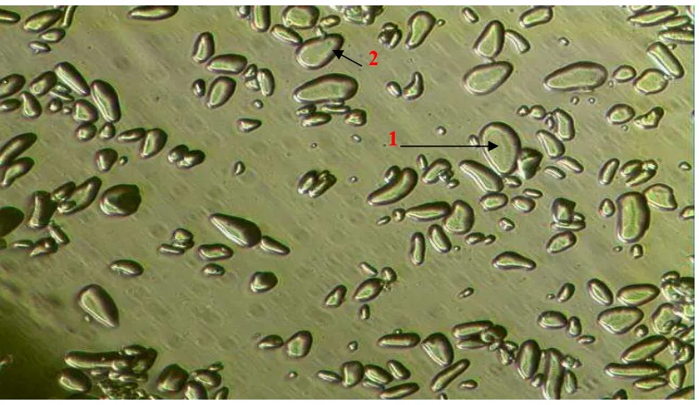 Gambar 4.1 Bentuk mikroskopik pati pisang dengan perbesaran 400x Keterangan : 1. Lamella 