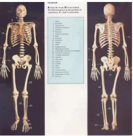 Gambar 2.3  : Anatomi kerangka tubuh manusia tampak depan dan belakang.8 