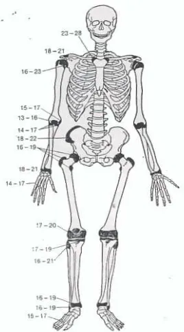 Gambar 2.8 : Usia penyatuan garis epifise pada tulang-tulang kerangka.16