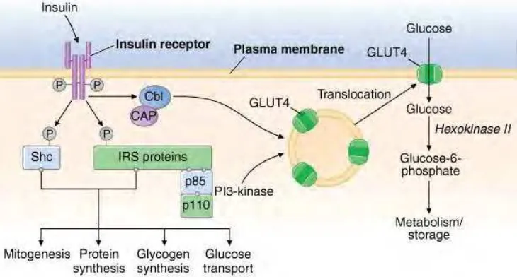 Gambar 2.1 Kerja Insulin di Dalam Sel OtotSumber : Fauci et al. (2012)