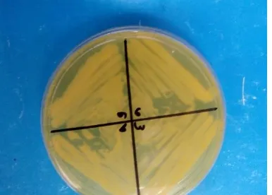 Gambar 4.1. Isolat Staphylococcus sp. 