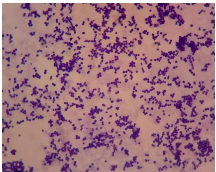 Gambar 4.2. Bakteri Staphylococcus aureus tampak 