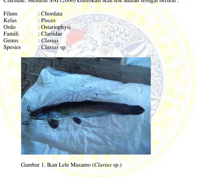 Gambar 1. Ikan Lele Masamo (Clarias sp.) 