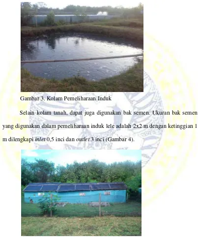 Gambar 3. Kolam Pemeliharaan Induk 