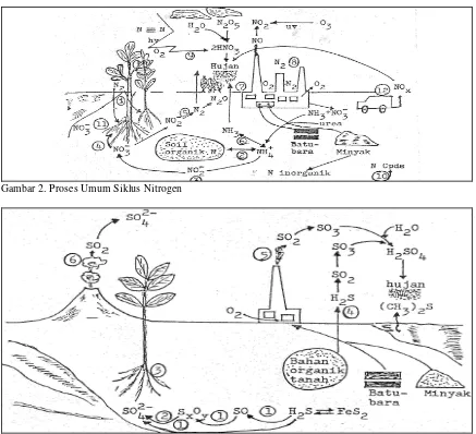 Gambar 2. Proses Umum Siklus Nitrogen 