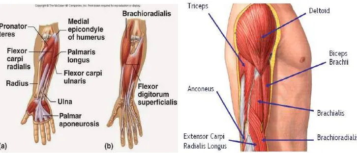 Gambar 2.4: Otot bagian lengan 