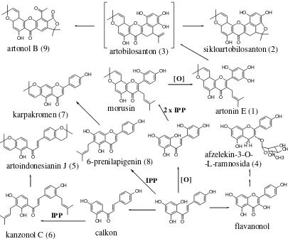 Gambar 5. Jalur biogenesis pembentukan senyawa-senyawa flavonoid       dalam genus Artocarpus (Ersam, 2004) 