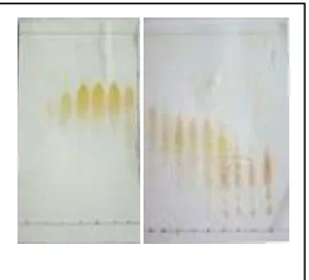 Gambar 12. Kromatogram KLT dari KKG fraksi utama D2 menggunakan eluen etilasetat/n-heksana 50%