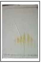 Gambar 13. Kromatogram dari KLT D 2.1.1 menggunakan eluen etilasetat/n-