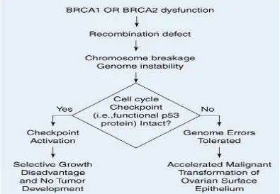 Gambar 2.2 Disfungsi BRCA1 dan BRCA2 (Schorge et al.,2008). 