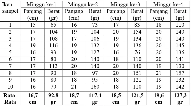 Tabel 3. Hasil Pengukuran Panjang dan Berat Ikan Kerapu Cantik 