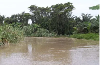 Gambar 2. Sungai Bedagai di Dusun I Desa Senangkong (Stasiun 2) 