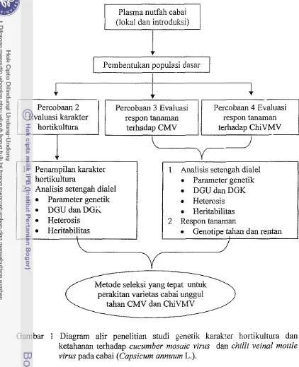 Gambar 1 Diagram alir penelitian studi genetik karaker hortikultura dan 