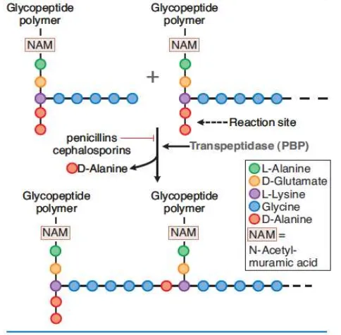 Gambar 2.4 Mekanisme kerja antibiotik β-laktam pada Staphylococcus 