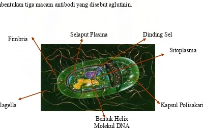 Gambar 2.1. Struktur Bakteri  Salmonella typhi16  