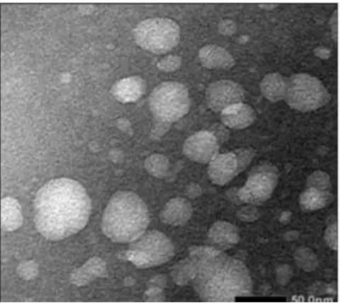 Gambar 1. Transmisi mikrograf elektron (TEM) ekstrak etanol pegagan dalam nanopartikel kitosan (CAEE+NPK);  