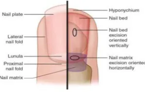 Gambar 1. Anatomi kuku10