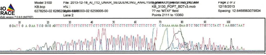 Gambar 4. Hasil sequencing pasien 3MDVIVol.