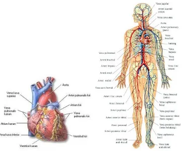 Gambar 2.1.1 : Jantung pusat kardiovaskuler