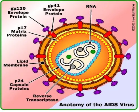 Gambar 2.1 Struktur Anatomi HIV 