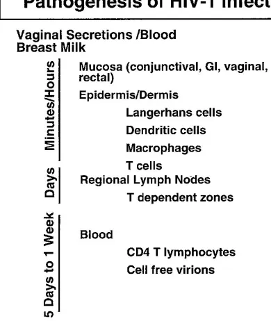 Gambar 1. Patogenesis infeksi HIV6