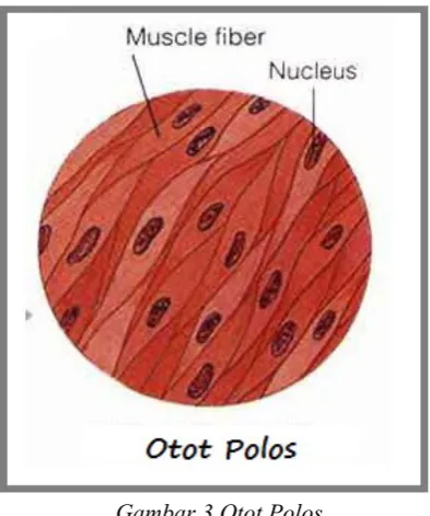 Gambar 3.Otot Polos