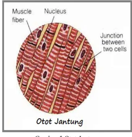 Gambar 5.Otot Jantung