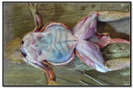 Gambar 6.Otot pada Pisces