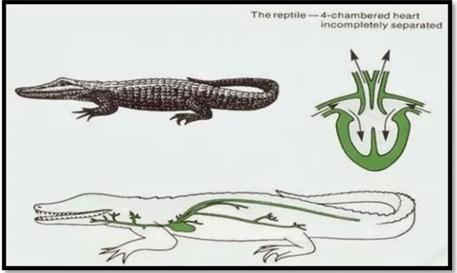 Gambar 8.Otot pada Reptilia